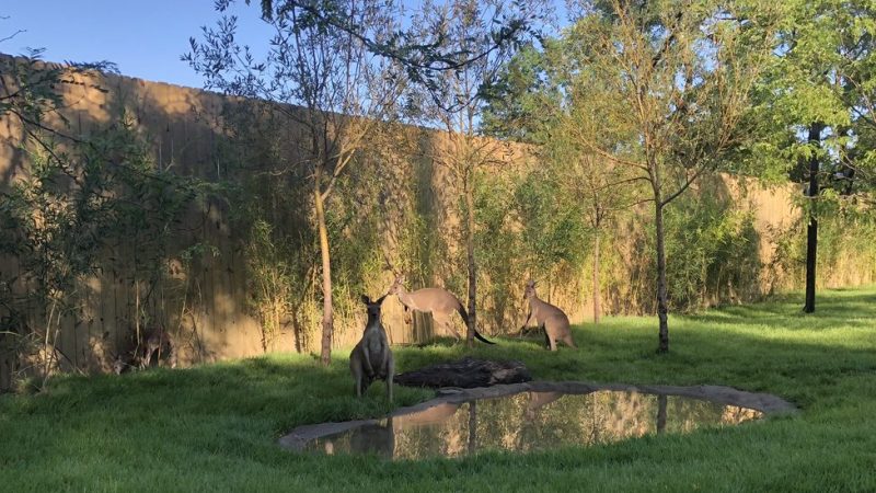 Kangroo at Roo Valley. Motz provided mechanical, electrical, controls, and plumbing design supporting the blue penguin exhibit’s 100,000-gallon Life Support System.