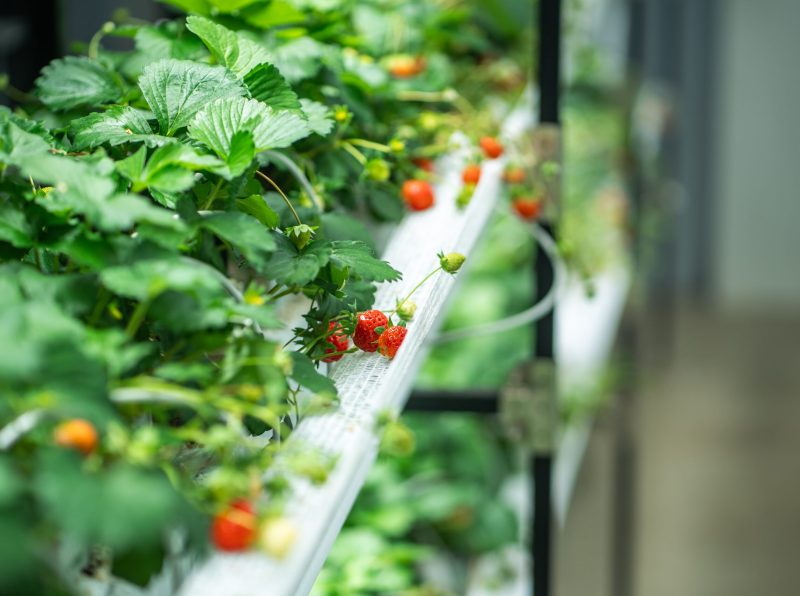 Indoor greenhouse packed with Strawberry Polka growing on tiered shelves, isolated for optimal growth. Bumblebee pollination, efficient watering, eco friendly agriculture, sustainable urban farming