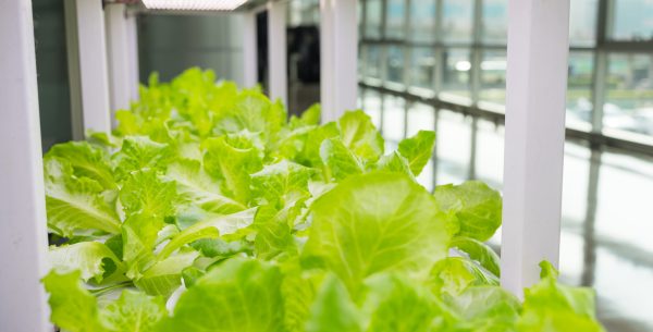 Hydroponic lettuce cultivation using indoor tray system
