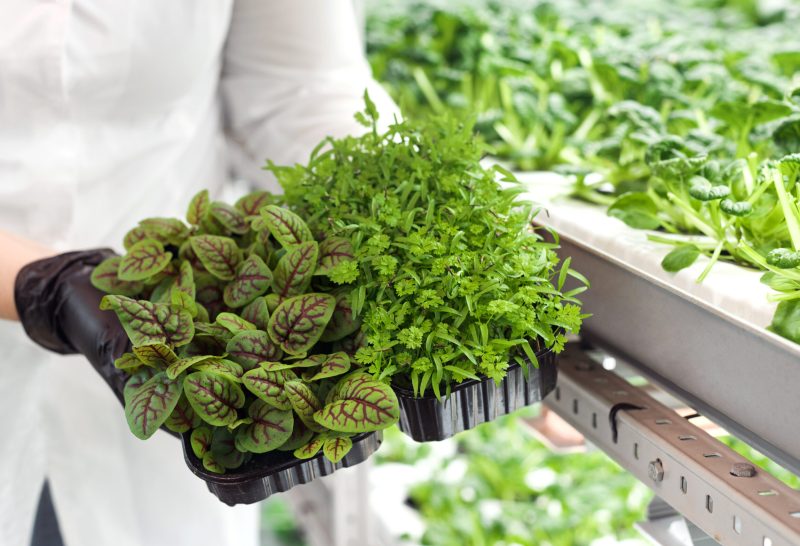 mep-engineering-controlled-environment-agriculture-facility-03